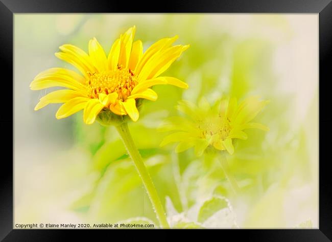 Sunshine on a Cloudy Day flower  Framed Print by Elaine Manley