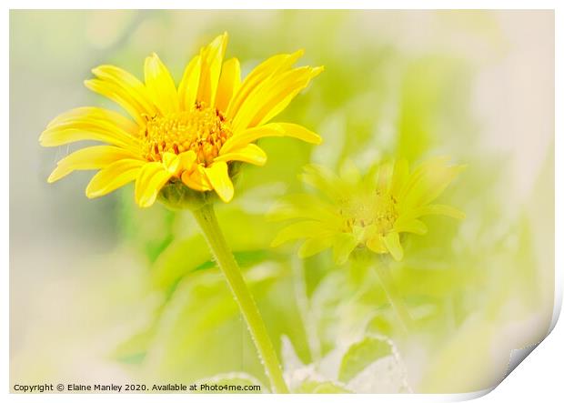 Sunshine on a Cloudy Day flower  Print by Elaine Manley