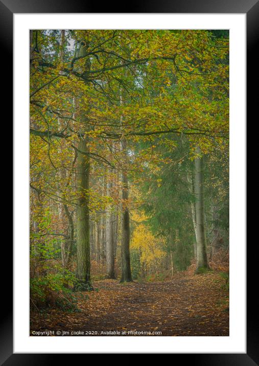 Harwarden Woods Framed Mounted Print by jim cooke