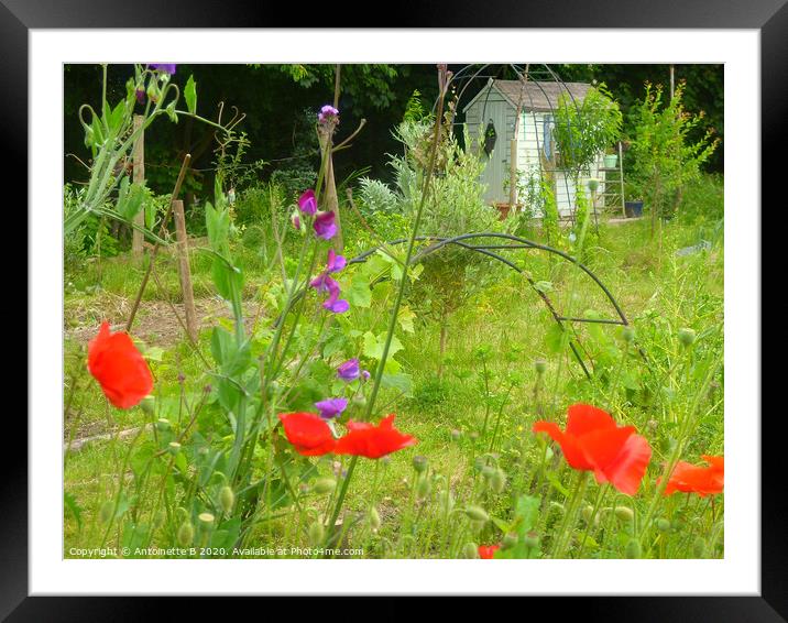 The white shed on an allotment  Framed Mounted Print by Antoinette B