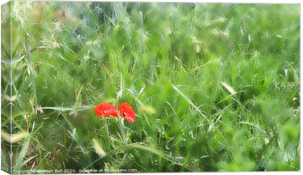 Two Poppies in Field  Canvas Print by Allan Bell