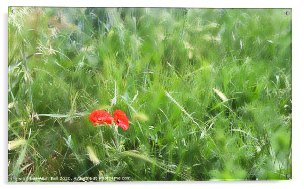 Two Poppies in Field  Acrylic by Allan Bell