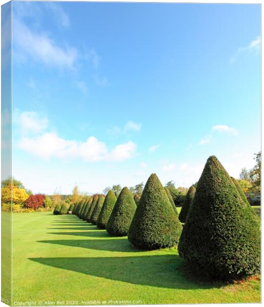 Conical trees in line across lawn Canvas Print by Allan Bell