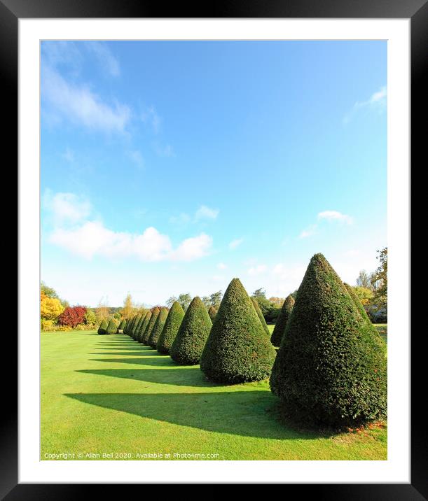 Conical trees in line across lawn Framed Mounted Print by Allan Bell
