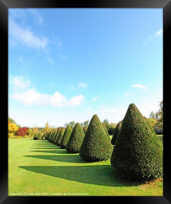 Conical trees in line across lawn Framed Print by Allan Bell