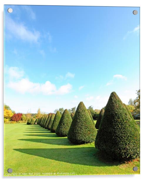Conical trees in line across lawn Acrylic by Allan Bell