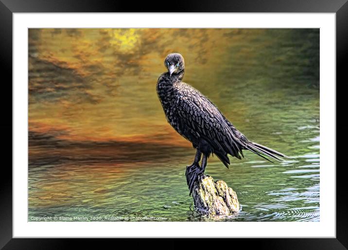 The Cormorant  Framed Mounted Print by Elaine Manley
