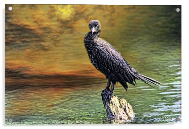 The Cormorant  Acrylic by Elaine Manley