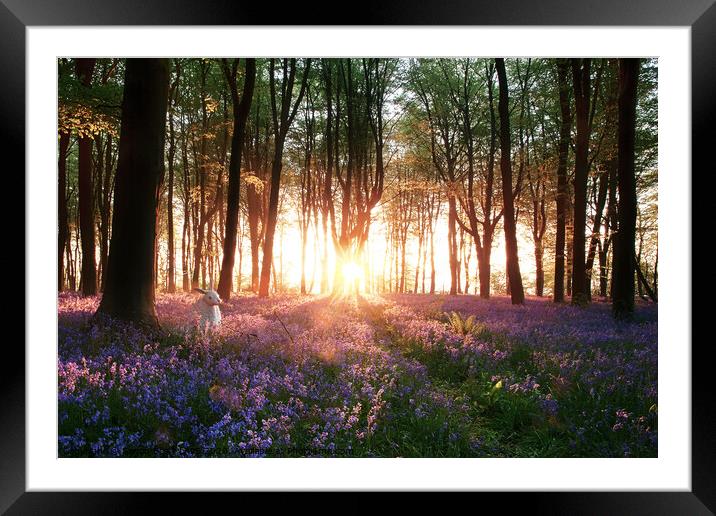 Bluebells and white rabbit sunrise Framed Mounted Print by Simon Bratt LRPS