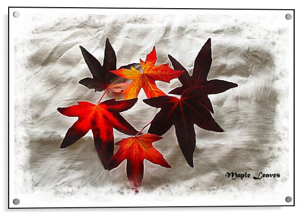 Maple leaves Acrylic by David Mccandlish