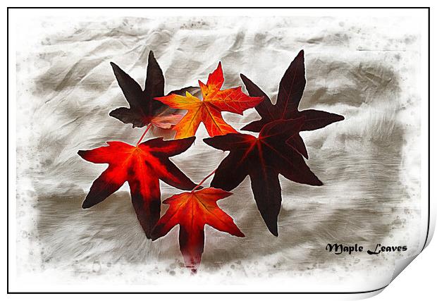 Maple leaves Print by David Mccandlish