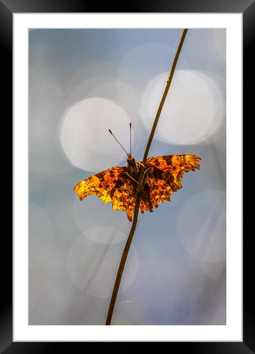 Comma (Polygonia c-album) Framed Mounted Print by chris smith