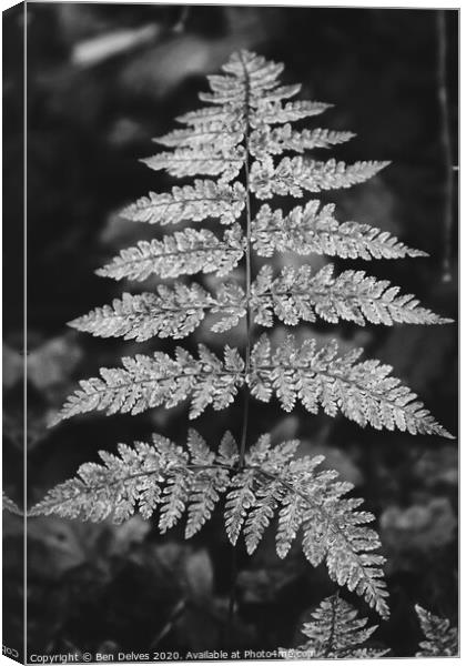 Fern leaf in monotone Canvas Print by Ben Delves