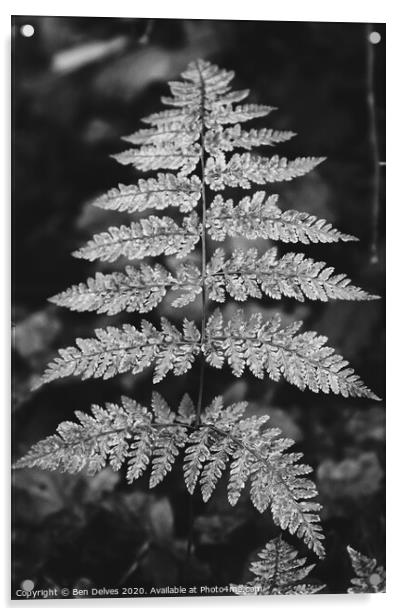 Fern leaf in monotone Acrylic by Ben Delves
