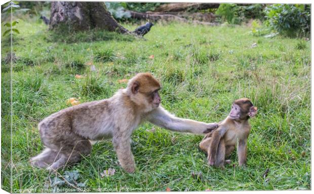 Macaques Monkey female and young  Canvas Print by Holly Burgess
