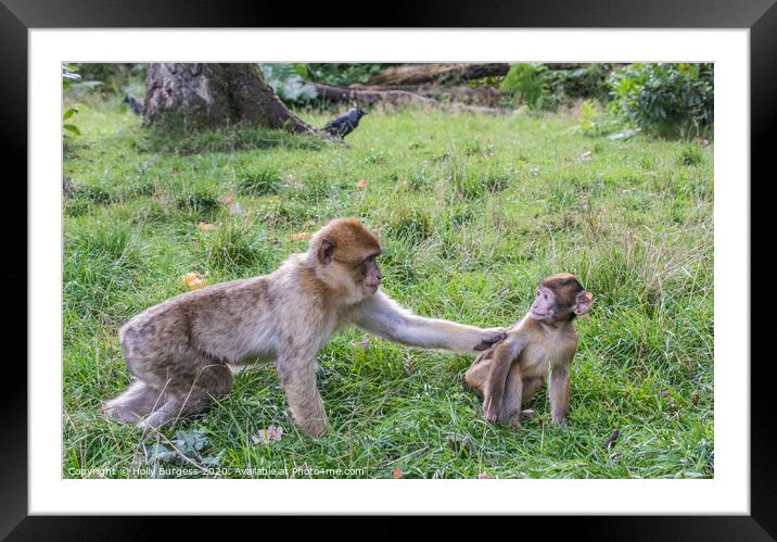 Macaques Monkey female and young  Framed Mounted Print by Holly Burgess