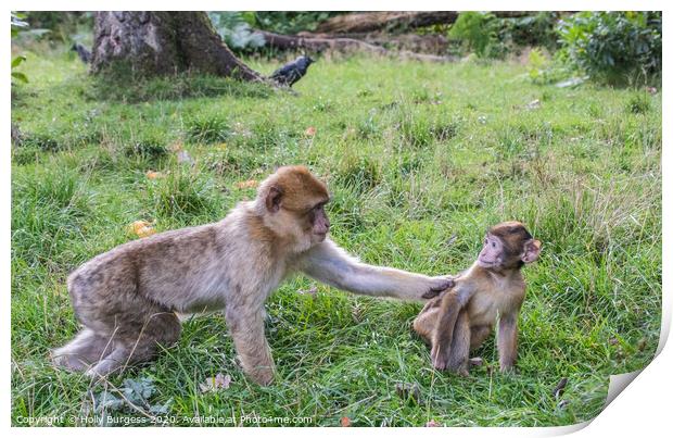 Macaques Monkey female and young  Print by Holly Burgess