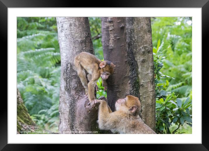 Nurturing Bonds in the Primate World Framed Mounted Print by Holly Burgess
