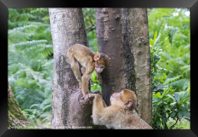 Nurturing Bonds in the Primate World Framed Print by Holly Burgess