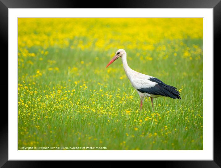 White Stork in the Buttercup field Framed Mounted Print by Stephen Rennie