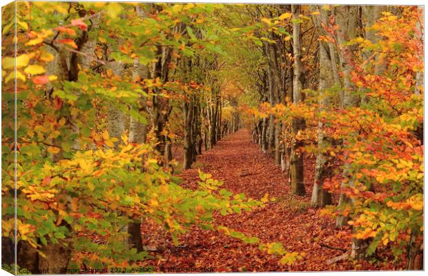  Autumn Beech tree  avenue Canvas Print by Simon Johnson