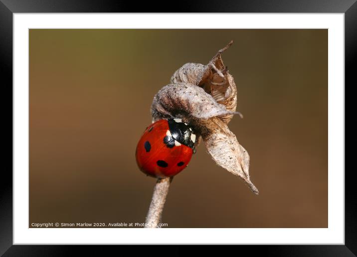 Hibernating Ladybird Framed Mounted Print by Simon Marlow