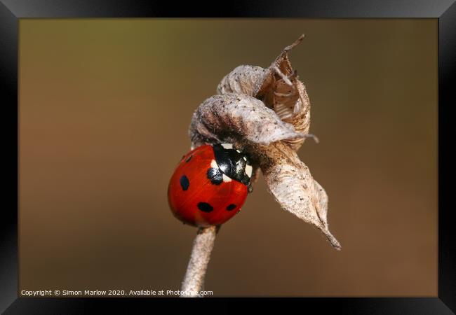 Hibernating Ladybird Framed Print by Simon Marlow