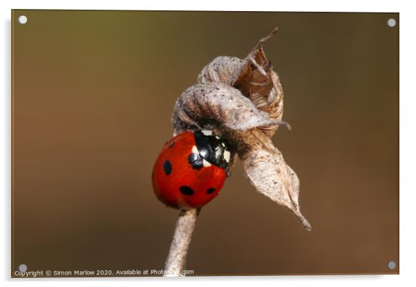 Hibernating Ladybird Acrylic by Simon Marlow