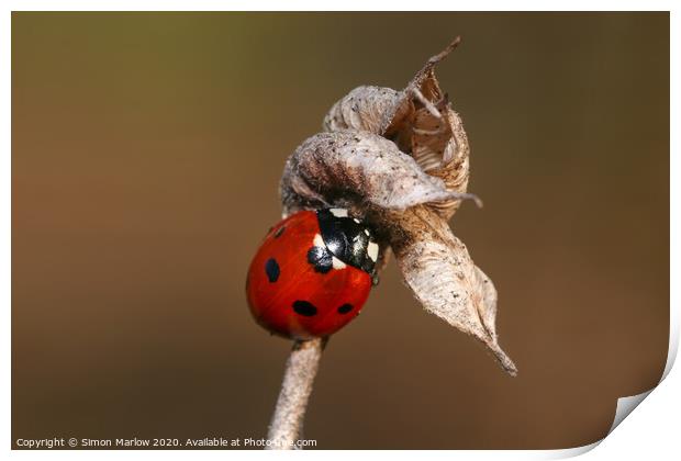 Hibernating Ladybird Print by Simon Marlow