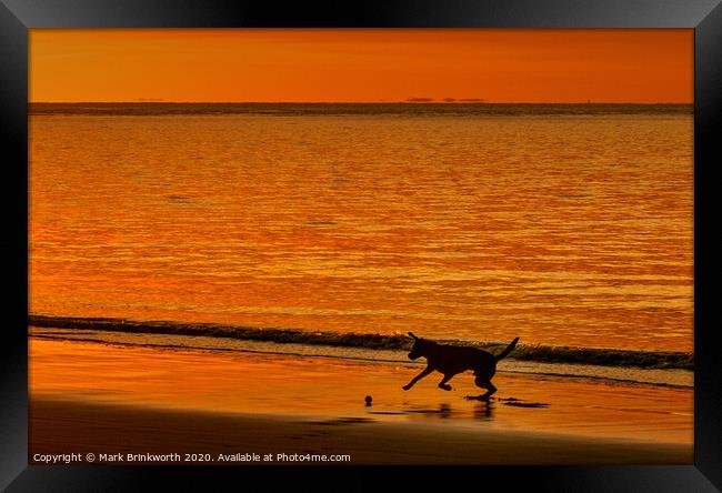Dog Playing at Sunset Framed Print by Mark Brinkworth
