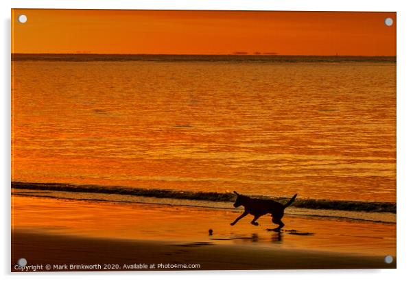 Dog Playing at Sunset Acrylic by Mark Brinkworth