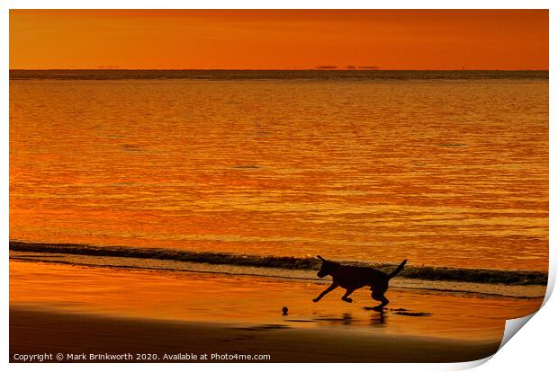 Dog Playing at Sunset Print by Mark Brinkworth