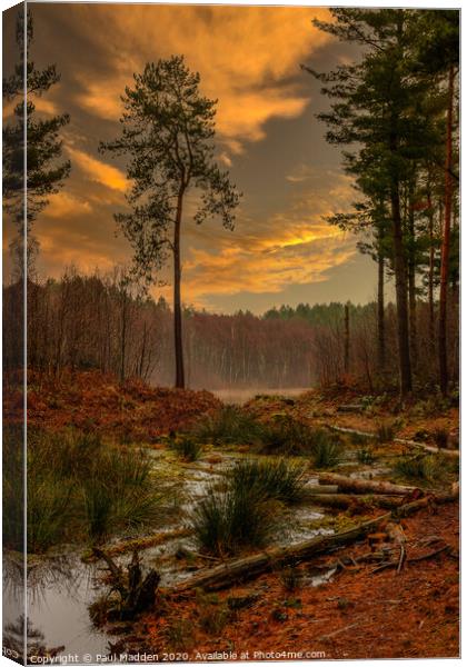 Delamere Forest Canvas Print by Paul Madden