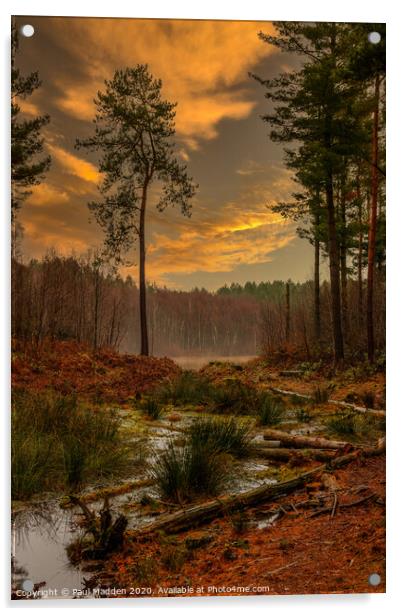 Delamere Forest Acrylic by Paul Madden