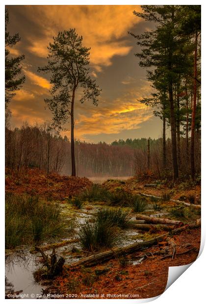 Delamere Forest Print by Paul Madden