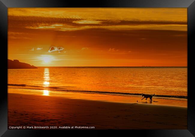 Dog Playing on Beach at Sunset Framed Print by Mark Brinkworth