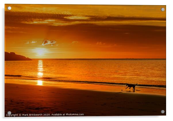 Dog Playing on Beach at Sunset Acrylic by Mark Brinkworth