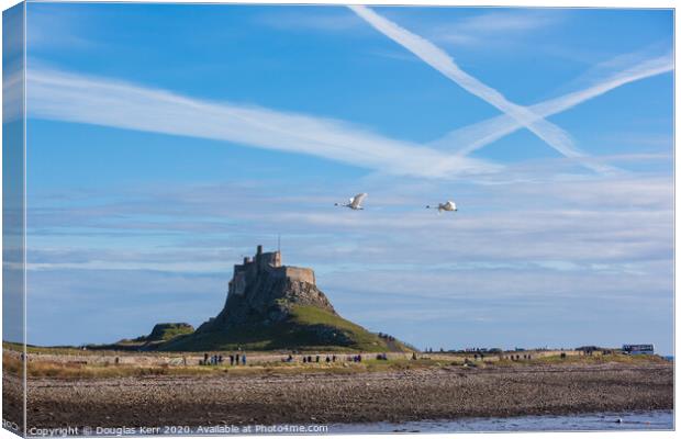 Swans in flight passing Lindisfarne Castle Canvas Print by Douglas Kerr