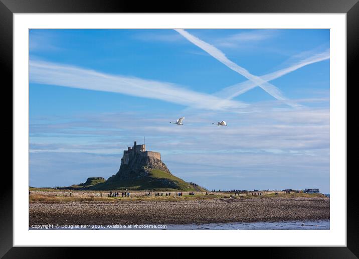 Swans in flight passing Lindisfarne Castle Framed Mounted Print by Douglas Kerr