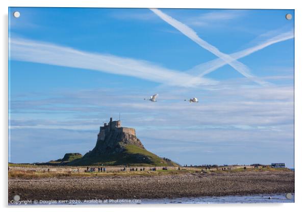 Swans in flight passing Lindisfarne Castle Acrylic by Douglas Kerr