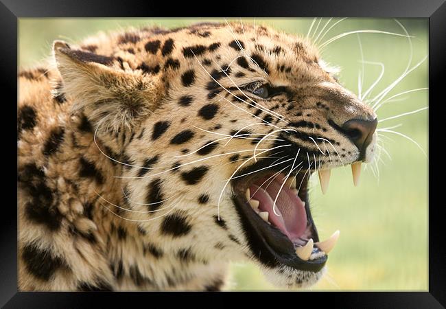 Laughing Leopard -Amur Leopard Framed Print by Simon Wrigglesworth