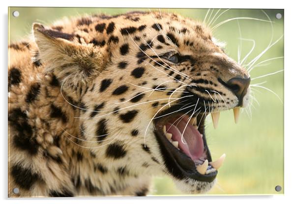 Laughing Leopard -Amur Leopard Acrylic by Simon Wrigglesworth