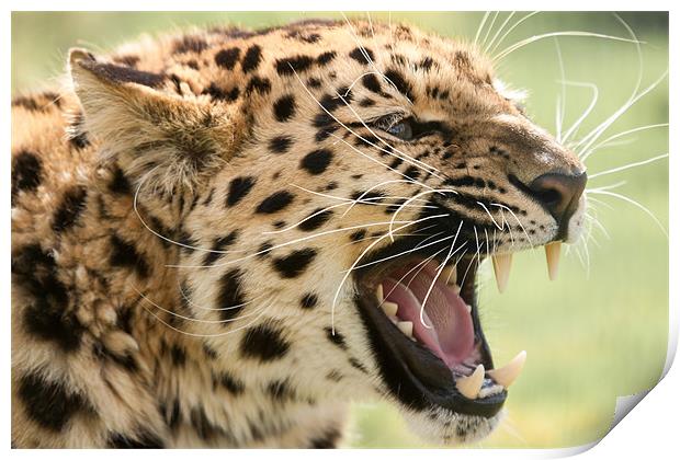 Laughing Leopard -Amur Leopard Print by Simon Wrigglesworth