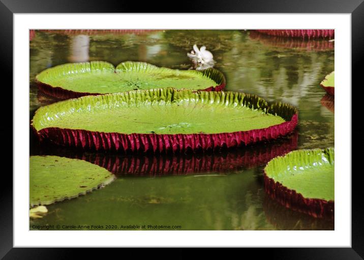 Amazon Water Lilies Framed Mounted Print by Carole-Anne Fooks