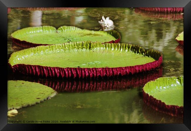 Amazon Water Lilies Framed Print by Carole-Anne Fooks