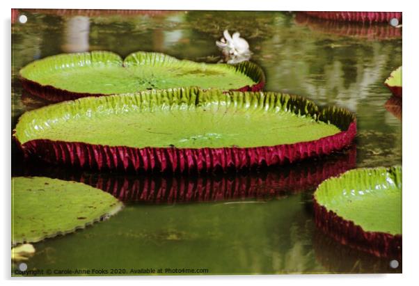 Amazon Water Lilies Acrylic by Carole-Anne Fooks