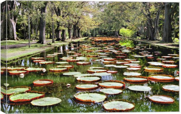 Amazon Water Lilies Canvas Print by Carole-Anne Fooks