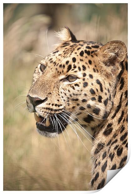 Amur Leopard in the sun Print by Simon Wrigglesworth