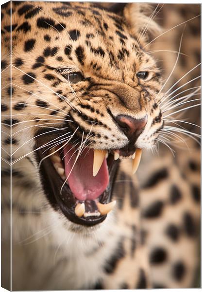 The Snarler - Amur Leopard Canvas Print by Simon Wrigglesworth