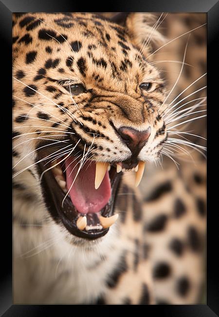 The Snarler - Amur Leopard Framed Print by Simon Wrigglesworth